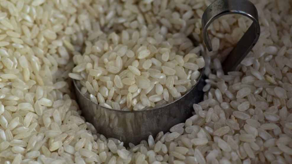 Crean un arroz resistente al cambio climático.