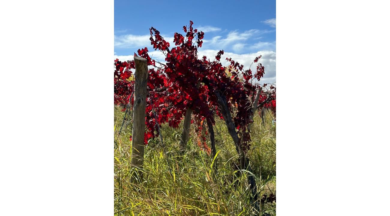 Una historia de pasión y tradición: Midi Wines Malbec 2021 Finca Los Franciscos