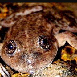 El reconocimiento fue por su trabajo en la protección, reproducción y reintroducción de la Ranita del Valcheta