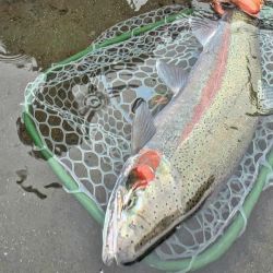 El río Maullín es la única desembocadura del Llanquihue al mar, la cual no sólo cumple una función indispensable como desagüe natural, sino que además nos entrega una enorme riqueza en la flora y fauna.