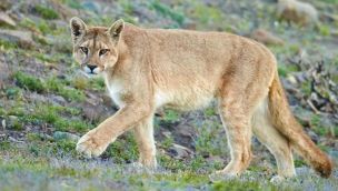Productores de Necochea denuncian que los pumas les matan las ovejas.