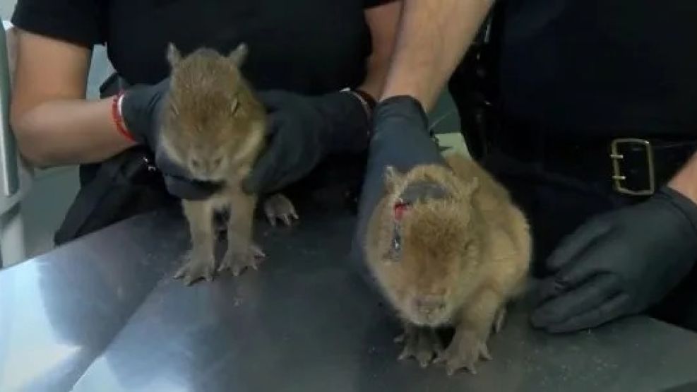 Dos crías fueron rescatadas.