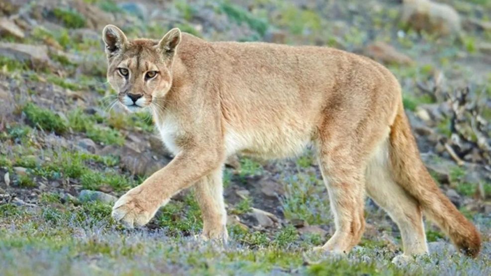 Productores de Necochea denuncian que los pumas les matan las ovejas.