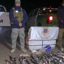 La trucha es una especie emblemática de los ríos y lagos patagónicos, no solo por su atractivo deportivo, sino también por su función ecológica y económica. Cuando se pesca sin control, se interrumpe su ciclo reproductivo, se desbalancean los ecosistemas acuáticos y se reduce su población hasta niveles que pueden tardar años en recuperarse.