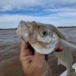 El río con aguas marrones y abundante sedimento en la superficie no impidió que concretáramos una excelente faena. 