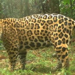 Misiones es uno de los principales bastiones de la conservación del yaguareté.