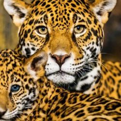 El Gobierno misionero, el IMiBio, Temaiken, Aves Argentinas y el Proyecto Yaguareté buscarán la repoblación del felino a nivel nacional. 