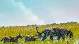 0605_YAGUARETE