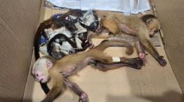 Traficaban seis monos bebés escondidos en su ropa interior.