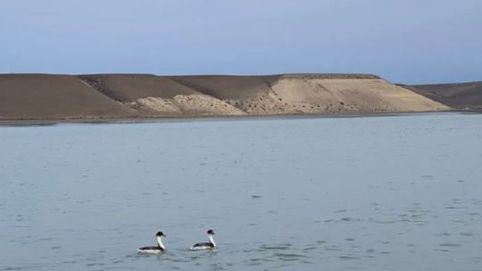 0605_macá tobiano