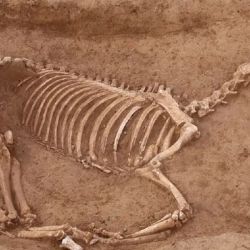Los expertos creen que los animales pertenecieron a una unidad de caballería romana compuesta por aproximadamente 500 jinetes