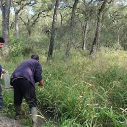 En Argentina, los killis estacionales están representados por 18 especies reconocidas. La situación de este grupo en el país es preocupante: ya que la mitad de ellas se encuentra bajo algún nivel de amenaza de extinción.