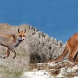 La disposición es un paso fundamental hacia una sociedad más respetuosa de su biodiversidad