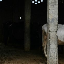 Un agricultor trabaja en su campo cerca del puesto fronterizo entre India y Pakistán, Wagah, a las afueras de Amritsar. | Foto:Narinder Nanu / AFP