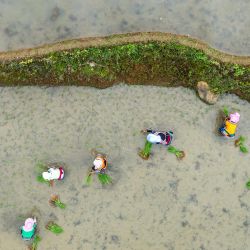 Vista aérea tomada con un dron de aldeanos trasplantando plántulas de arroz en los campos aterrazados, en la aldea de Jiayin, en la provincia de Yunnan, en el suroeste de China. | Foto:Xinhua/Hu Chao