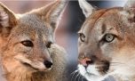 Prohíben la caza de pumas y zorros en Santa Cruz