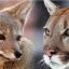 0705_pumas y zorros