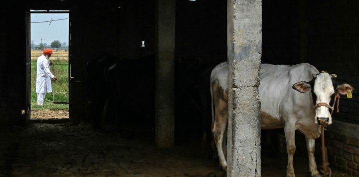 Un agricultor trabaja en su campo cerca del puesto fronterizo entre India y Pakistán, Wagah, a las afueras de Amritsar.