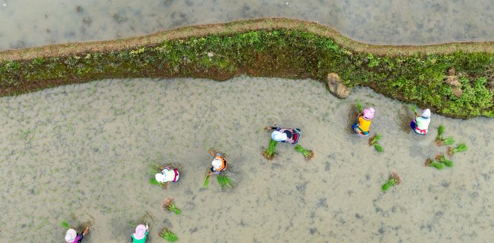 Vista aérea tomada con un dron de aldeanos trasplantando plántulas de arroz en los campos aterrazados, en la aldea de Jiayin, en la provincia de Yunnan, en el suroeste de China.