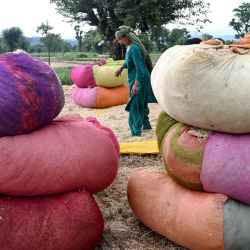 Una mujer clasifica el polvo de heno después de cosechar un arrozal en Dharamsala, India. | Foto:ARUN SANKAR / AFP