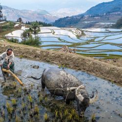 Vista aérea tomada con un dron de un aldeano arando los campos aterrazados, en la aldea de Azheke, en la provincia de Yunnan, en el suroeste de China. | Foto:Xinhua/Hu Chao
