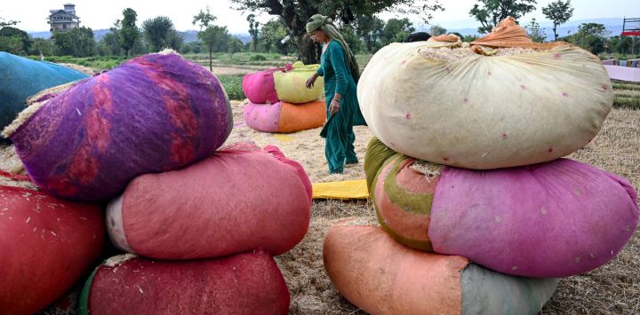 Una mujer clasifica el polvo de heno después de cosechar un arrozal en Dharamsala, India.