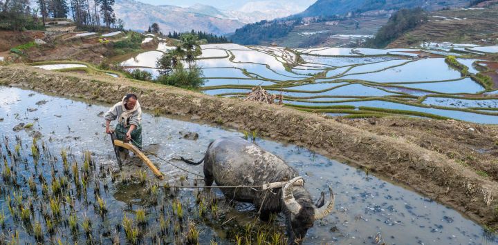 Vista aérea tomada con un dron de un aldeano arando los campos aterrazados, en la aldea de Azheke, en la provincia de Yunnan, en el suroeste de China.