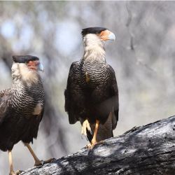 El Parque Arqueológico y Natural es un área protegida cordobesa que abarca 3.000 hectáreas 