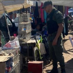 Todos los pájaros fueron decomisados.