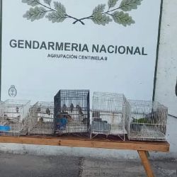 Los dueños de las aves quedaron supeditados a la causa en infracción a la Ley 2.786 “Protección de Animales”.