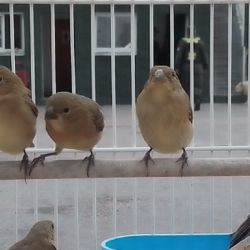 Parte de las aves que estaban a la venta ilegal.