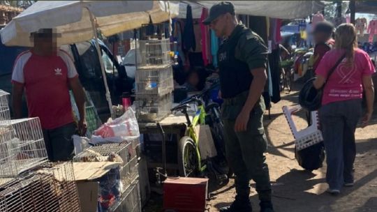 Rescatan una gran cantidad de silvestres de la venta ilegal en una feria bonaerense