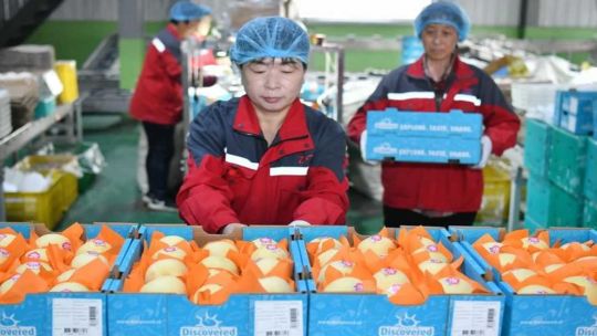 China anunció que comenzó a exportar peras a la Argentina 20250509