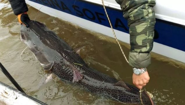 0905_pesca
