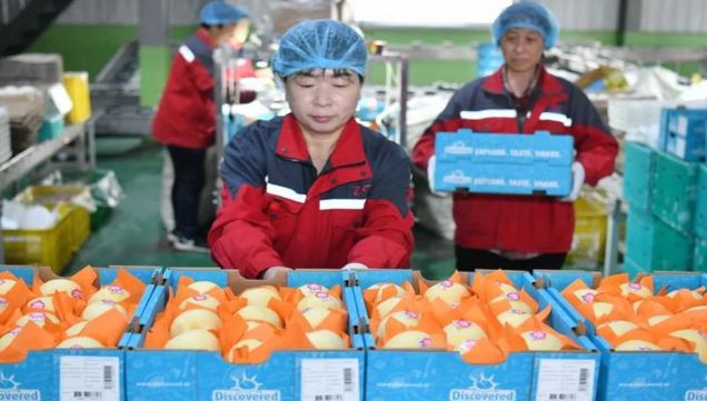 China anunció que comenzó a exportar peras a la Argentina 20250509
