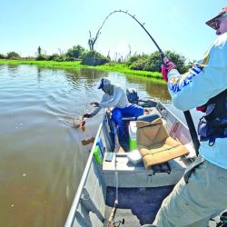Tucunaré amarelo, la especie que predomina en el Guaporé. Toma muy bien señuelos y moscas, dando una pelea intensa y feroz.