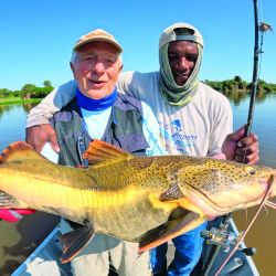 Tucunaré amarelo, la especie que predomina en el Guaporé. Toma muy bien señuelos y moscas, dando una pelea intensa y feroz.