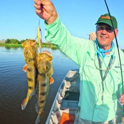 Tucunaré amarelo, la especie que predomina en el Guaporé. Toma muy bien señuelos y moscas, dando una pelea intensa y feroz.