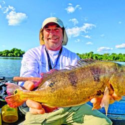 Tucunaré amarelo, la especie que predomina en el Guaporé. Toma muy bien señuelos y moscas, dando una pelea intensa y feroz.