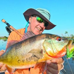 Tucunaré amarelo, la especie que predomina en el Guaporé. Toma muy bien señuelos y moscas, dando una pelea intensa y feroz.
