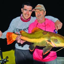 Tucunaré amarelo, la especie que predomina en el Guaporé. Toma muy bien señuelos y moscas, dando una pelea intensa y feroz.