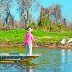 Tucunaré amarelo, la especie que predomina en el Guaporé. Toma muy bien señuelos y moscas, dando una pelea intensa y feroz.