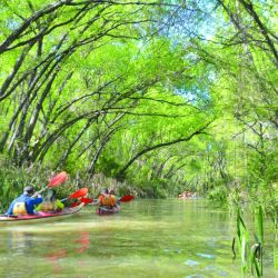El arroyo 9 de Julio es uno de los más pintorescos de la Primera Sección. Se navega encerrado entre copas de árboles matizadas por los colores del otoño.