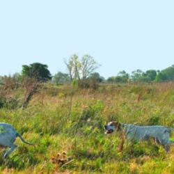 Se redujeron los cupos por cazador.