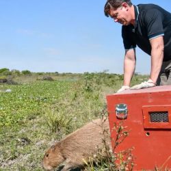 Los ejemplares liberados presentaban diversos antecedentes.
