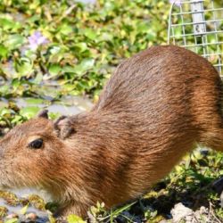 En total, se reinsertaron en su hábitat cinco carpinchos, dos comadrejas, un zorro pampeano y varias aves nativas