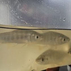 Buscan generar valor agregado dentro de una actividad en crecimiento como la pesca deportiva, y al mismo tiempo brindar respuesta a una dificultad recurrente como lo es la disponibilidad de carnadas vivas a lo largo del año, en cantidad y costos adecuados.