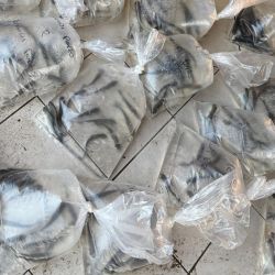 Buscan generar valor agregado dentro de una actividad en crecimiento como la pesca deportiva, y al mismo tiempo brindar respuesta a una dificultad recurrente como lo es la disponibilidad de carnadas vivas a lo largo del año, en cantidad y costos adecuados.