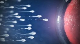 Microplásticos en el líquido folicular13052025