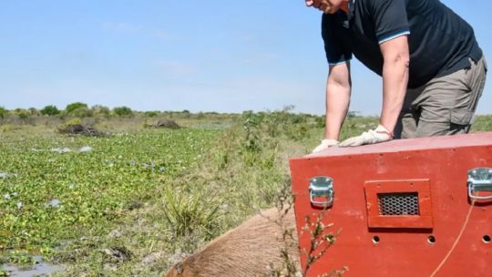 Liberan a decenas de animales en áreas naturales de Santa Fe